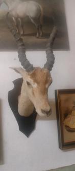 Taxidermie gazelle, Antiek en Kunst, Curiosa en Brocante, Ophalen of Verzenden