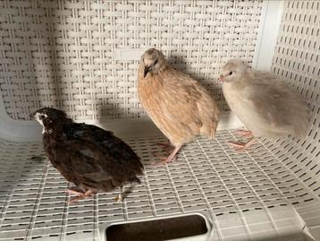 Japanse kwartels 2 vrouw en 1 man. beschikbaar voor biedingen