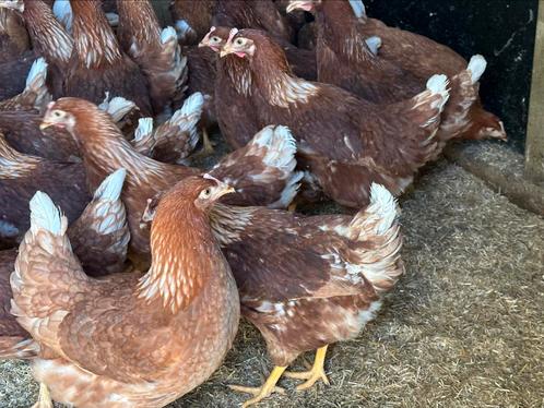 Zeer mooie bruine legkippen, Dieren en Toebehoren, Pluimvee