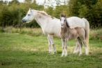 19 jarige welsch merrie grote a pony, Dieren en Toebehoren, Pony's, Merrie