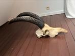 Paard antilope, schedel, gewei, taxidermie, hoorn, jacht, Ophalen