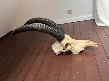 Paard antilope, schedel, gewei, taxidermie, hoorn, jacht beschikbaar voor biedingen