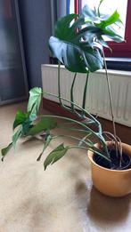 gatenplant Monstera, Huis en Inrichting, Kamerplanten, Ophalen, 100 tot 150 cm, Overige soorten, Halfschaduw