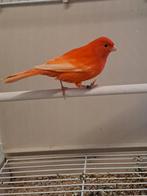 rode kanaries, Mannelijk, Kleurkanarie