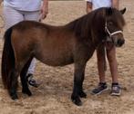 Zeer mooie mini  merrie, Vermifugé, Poney de récréation, Jument, Ne s'applique pas