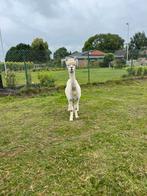 Alpaca merrie, Dieren en Toebehoren