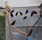 AGAPORNIS FISHERI EN PESRONATA, Dieren en Toebehoren, Geringd