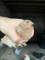 Celadon Japanse kwartel mannetjes, Dieren en Toebehoren, Pluimvee, Mannelijk, Overige soorten