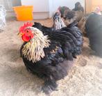 Kriel Cochin haan, Dieren en Toebehoren, Pluimvee