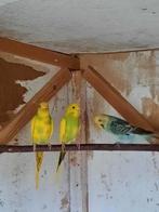Jonge grasparkietjes te koop, Dieren en Toebehoren, Vogels | Parkieten en Papegaaien