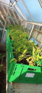 Tomaten planten verschillende soorten, Jardin & Terrasse, Plantes | Jardin, Enlèvement