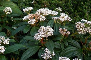 Viburnum davidii beschikbaar voor biedingen