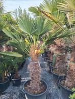 Trachycarpus wagnerianus, Tuin en Terras, Planten | Bomen, Ophalen of Verzenden, Palmboom