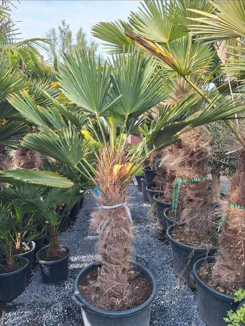 Trachycarpus wagnerianus, Tuin en Terras, Planten | Bomen, Palmboom, Ophalen of Verzenden