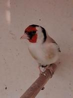 surplus distelvinkmannen, Animaux & Accessoires, Plusieurs animaux, Oiseau chanteur sauvage, Bagué