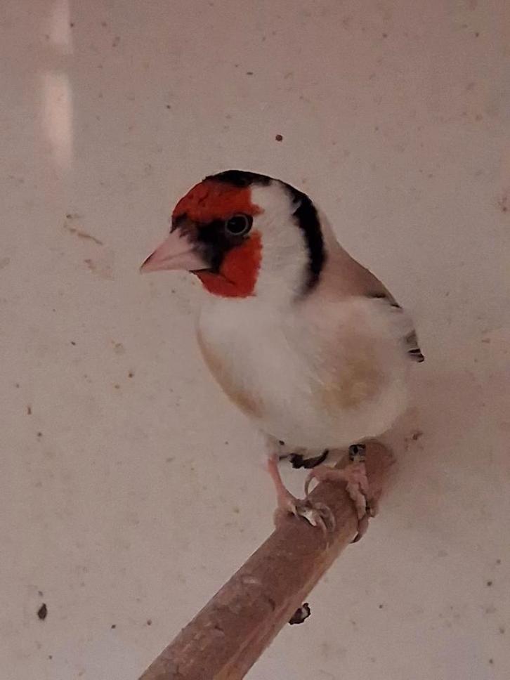 surplus distelvinkmannen, Animaux & Accessoires, Oiseaux | Oiseaux Autre, Oiseau chanteur sauvage, Plusieurs animaux, Bagué