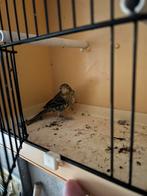 Kanarie timbrado, Dieren en Toebehoren, Vogels | Kanaries, Zangkanarie