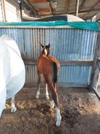 Veulen, Dieren en Toebehoren, Paarden, Hengst, Z, Ontwormd