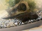 Pleco groot 30cm, Animaux & Accessoires