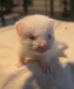 Micro fret rammetje albino, Dieren en Toebehoren, Juli, Mannelijk