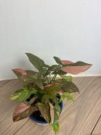 Syngonium pink splash red spot kamerplanten planten, Huis en Inrichting, Kamerplanten, Ophalen, In pot, Minder dan 100 cm, Groenteplant