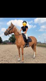 LIEF KNAP PAARD TE KOOP, Dieren en Toebehoren, Paarden, Merrie, M, Gechipt, 160 tot 165 cm