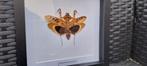 Leaf bidsprinkhaan in entomologie collectie frame, Nieuw, Overige typen, Ophalen of Verzenden, Insect