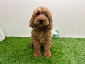 Cockapoo pups