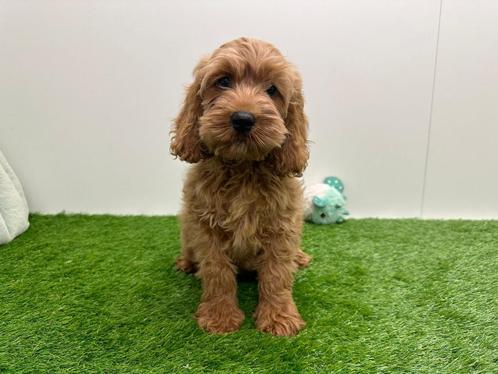 Chiots Cockapoo, Animaux & Accessoires, Chiens | Sans pedigree, Taille moyenne, Chien (mâle), Éleveur | Professionnel, Plusieurs