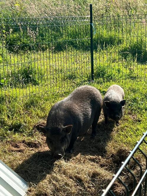 Mini varken, Animaux & Accessoires, Moutons, Chèvres & Cochons, Porcs, Femelle, 0 à 2 ans