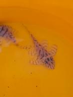 L236SW +/- 5cm, Dieren en Toebehoren, Vissen | Aquariumvissen