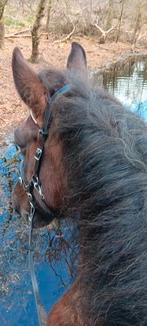 Gezocht paard voor bosritjes, Dieren en Toebehoren, Paarden