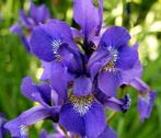 iris (violet), Enlèvement ou Envoi