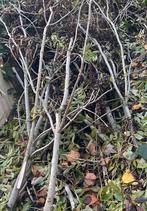 Aanmaakhout GRATIS, Tuin en Terras, Brandhout, Ophalen, Takken