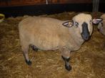 Hampshire down ramlam te koop, Mannelijk, Schaap, 0 tot 2 jaar