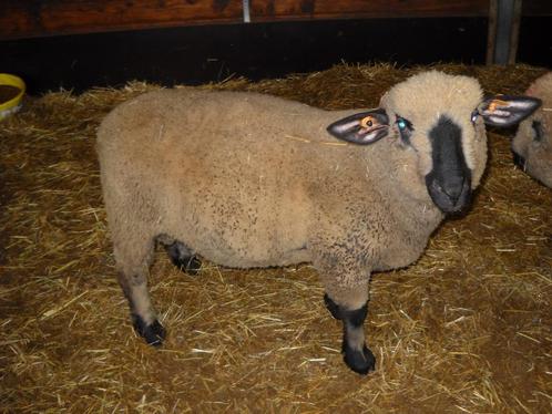 Hampshire down ramlam te koop, Dieren en Toebehoren, Schapen, Geiten en Varkens, Schaap, Mannelijk, 0 tot 2 jaar