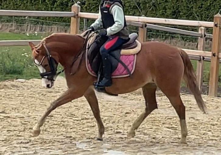 Welsh merrie zeer getalenteerd, Dieren en Toebehoren, Pony's, Merrie, L, 3 tot 6 jaar, Met stamboom, Gechipt, Ontwormd, Ingeënt