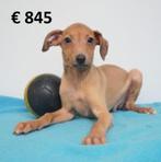 Élégants chiots Petit Lévrier Italien à vendre, Commerçant, Autres races, 8 à 15 semaines, Plusieurs