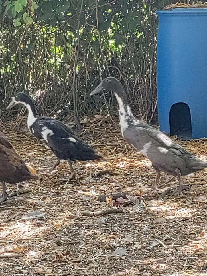 Loopeend, Dieren en Toebehoren, Pluimvee, Eend, Mannelijk