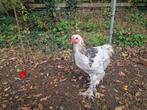 2 brahma hanen, Dieren en Toebehoren, Pluimvee