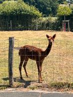 Alpaca hengst, Dieren en Toebehoren, Stalling en Weidegang