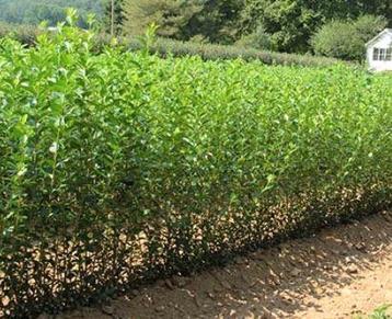Ligustrum 150 cm environ 4€ beschikbaar voor biedingen
