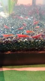 Crevette rouge a vendre, Animaux & Accessoires, Poissons | Poissons d'aquarium
