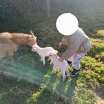 Dwerggeitje (mieke) te koop, Dieren en Toebehoren, Schapen, Geiten en Varkens, Vrouwelijk, Geit, 0 tot 2 jaar