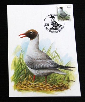 André Buzin Belgie 2004 kapmeeuw maximumkaart vogels birds beschikbaar voor biedingen