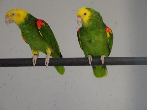 dubbel geelkop amazone, Dieren en Toebehoren, Vogels | Parkieten en Papegaaien, Papegaai, Meerdere dieren, Geringd