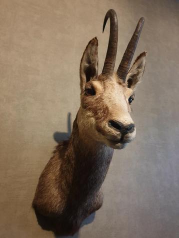 Berggeit /gems. Prachtig uit de Franse Pyreneeën. Taxidermy beschikbaar voor biedingen