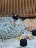 Langhaar reutje, Dieren en Toebehoren, Honden | Chihuahua's en Gezelschapshonden, België, Reu, CDV (hondenziekte), 8 tot 15 weken