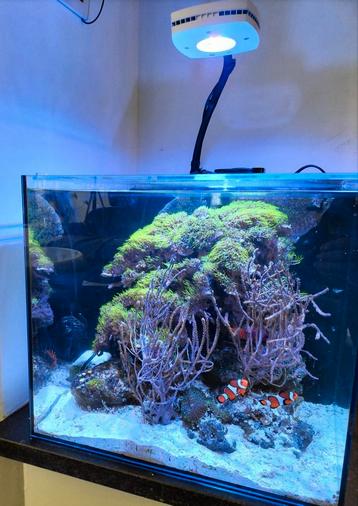 Zoutwateraquarium met alle toebehoren, Enlèvement, Comme neuf