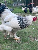 Brahma hanen columbia zwart wit, Dieren en Toebehoren, Pluimvee, Mannelijk, Kip